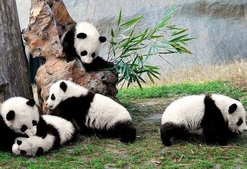 panda Base
