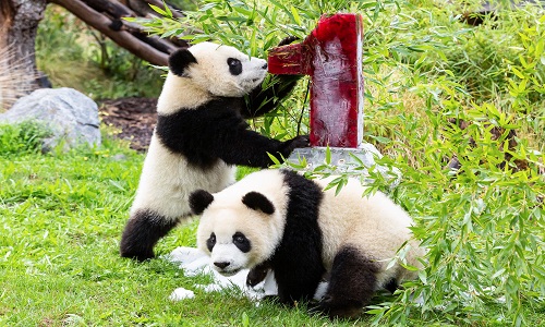 Beijing-Zoo Beijing-Zoo