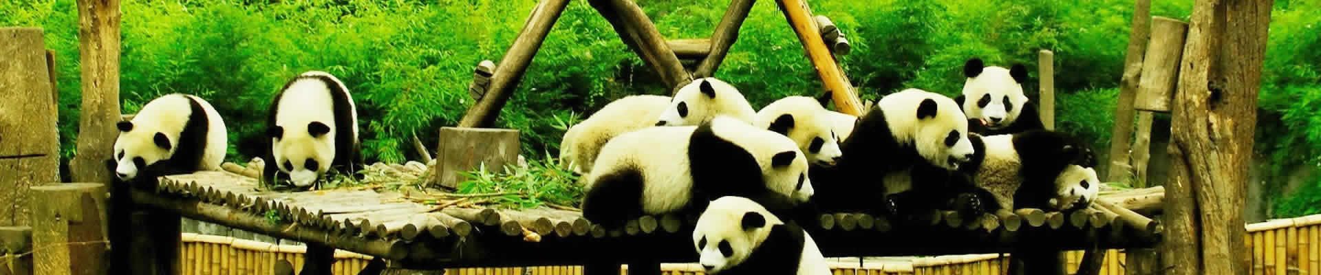 One of the most popular China Tour to get close contact with cute pandas in Chengdu! Join our 2020/2021 China Panda Tour and savor the true essence of real China at an extremely competitive price.