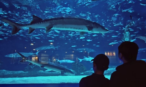 Beijing Aquarium & Blue Zoo Beijing: Best Aquariums in Beijing for Families and Ocean Lovers