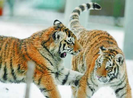 Siberian Tiger Park 