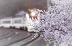 Beijing Spring Day Tour with Cherry Blossoms