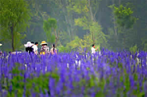 Beijing Spring Tour: A Visit to Yanqing Qian Mu Flower Sea with Authentic Lunch