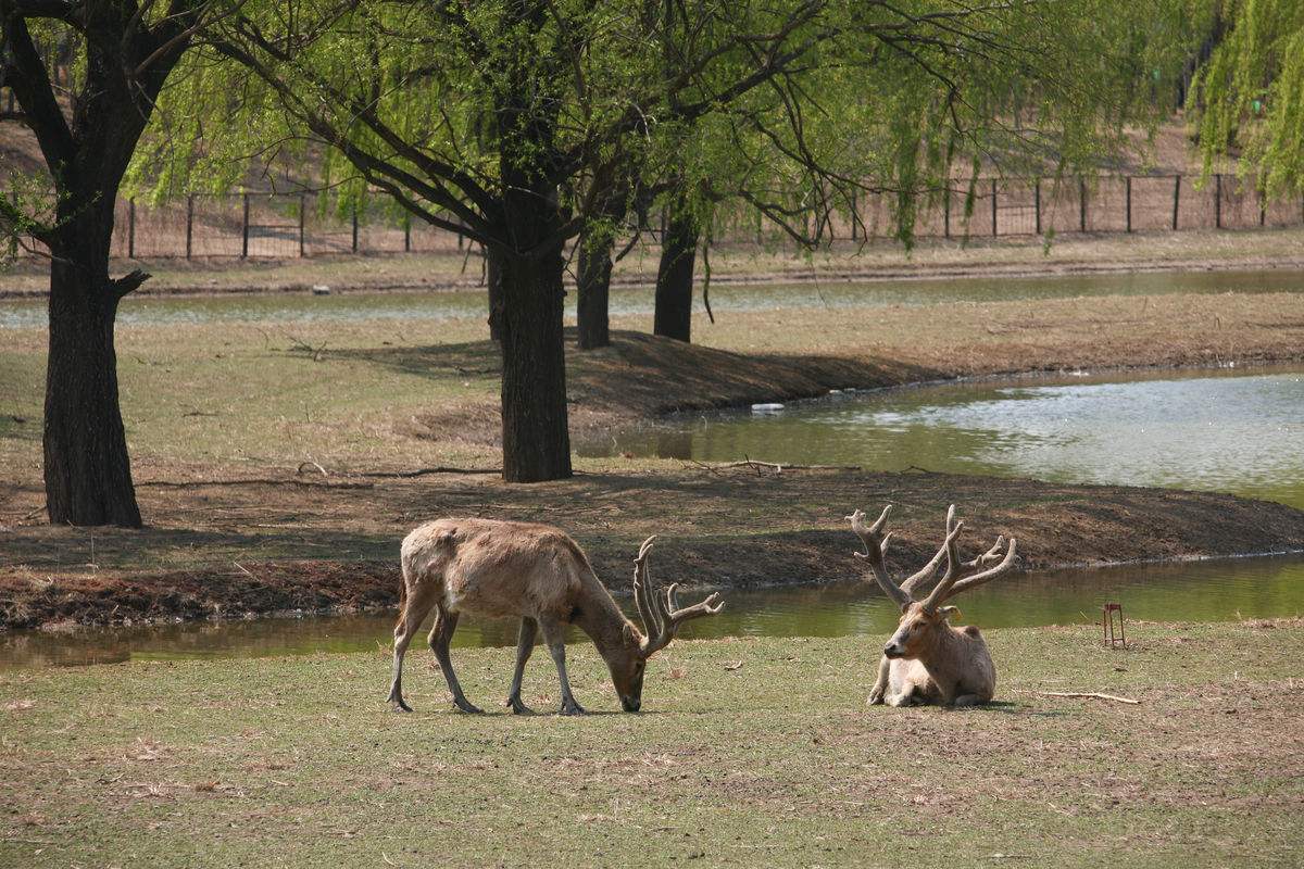 Beijing_Nanhaizi_Elk.jpg