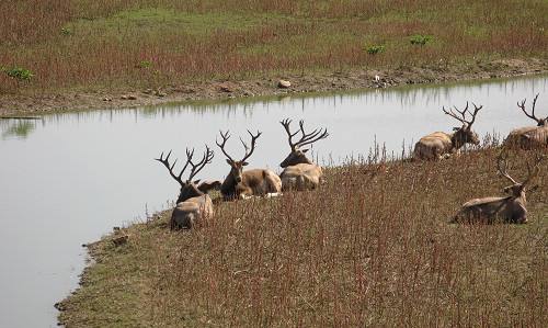 Beijing_Nanhaizi_Elk_6.jpg