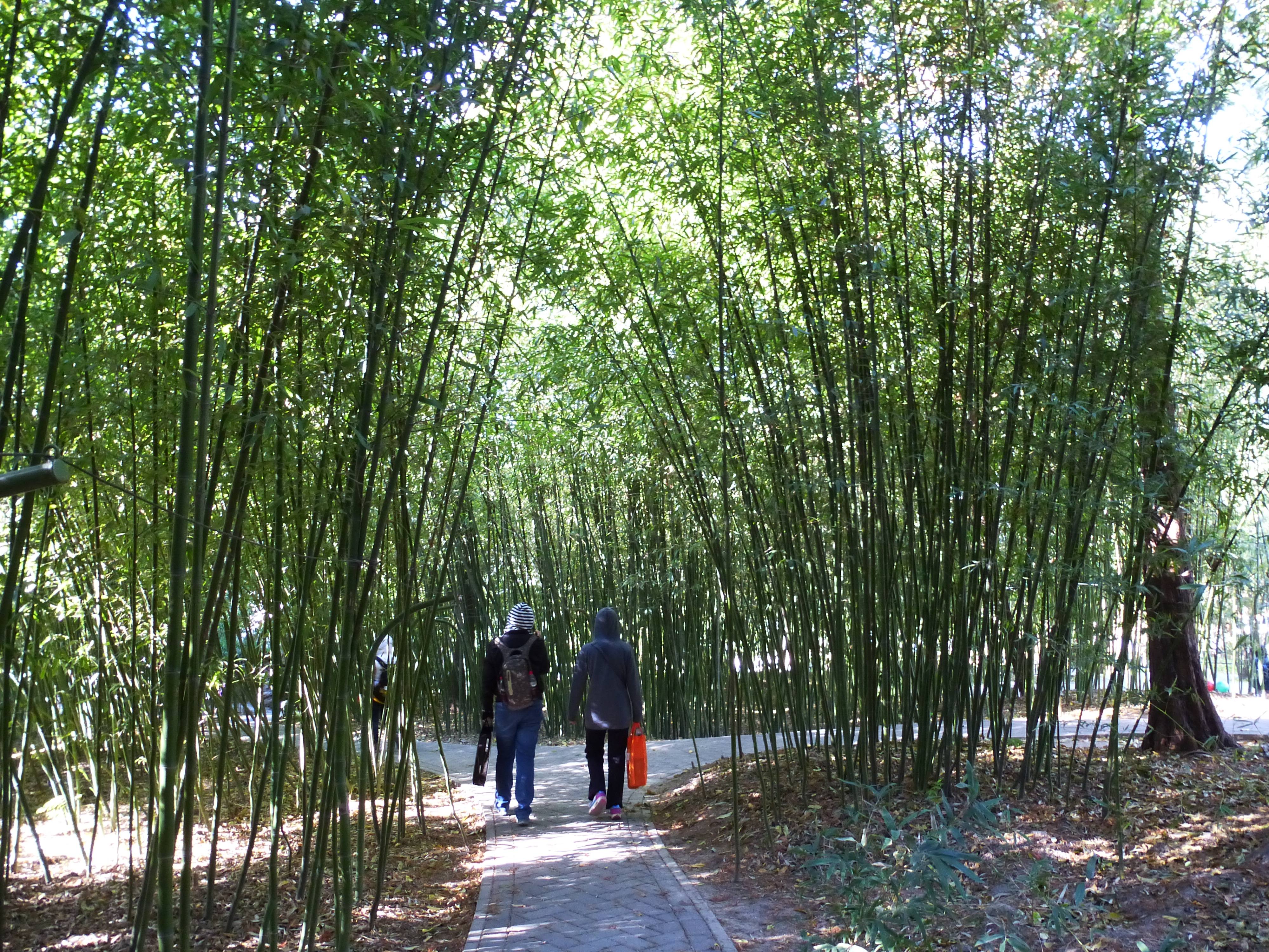 Purple_Bamboo_Park_5.jpg