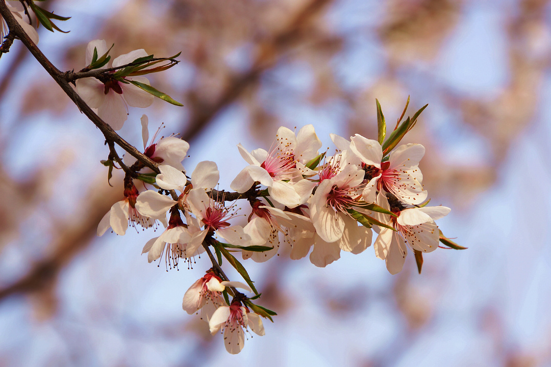cherry blossom
