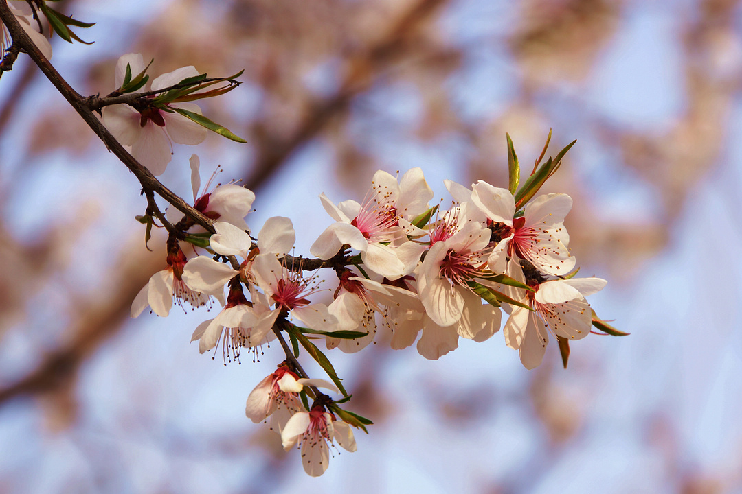cherry blossom_03.jpg
