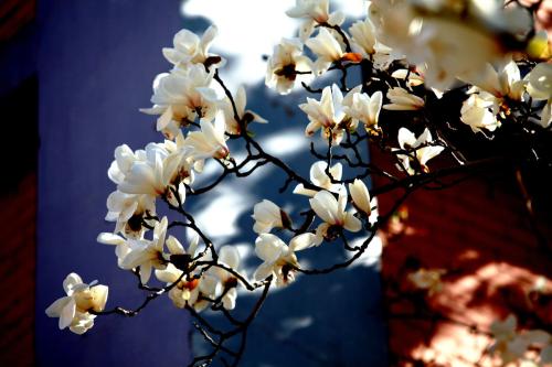 Magnolia Blossoms_03.jpg