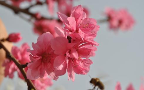 peach flower_02.jpg