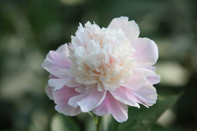 peony flower_01.jpg