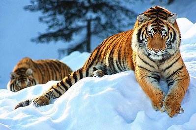 Siberian Tiger Park_01.jpg