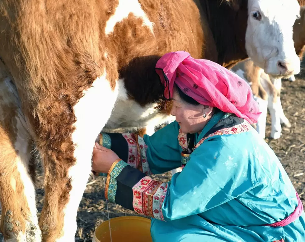 Milking and Dairy Product Making