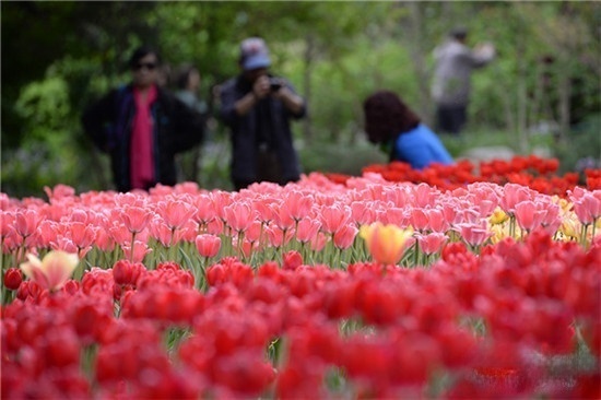 Jingshan Park Spring Blossom