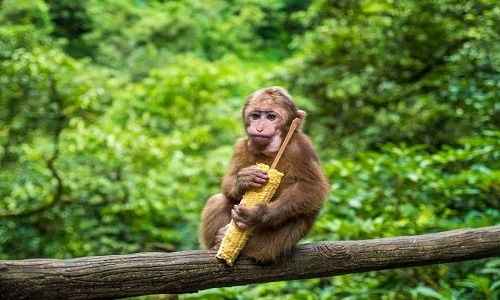 Mount-Emei-Sichuan