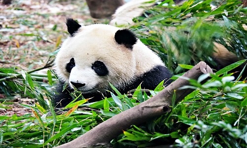 Panda-Chengdu