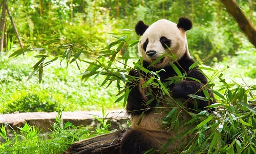 Panda-Sichuan