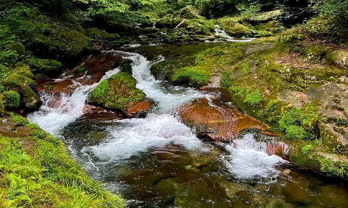 Golden-Whip-Stream-Zhangjiajie