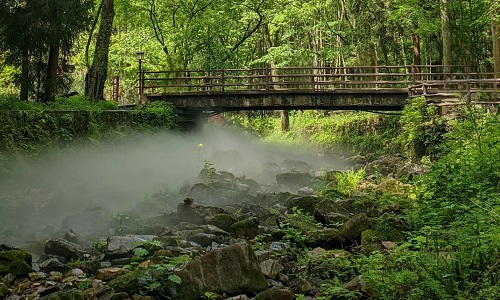 Golden-Whip-Stream