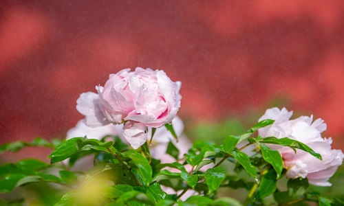 Peony-Garden-Yanqing