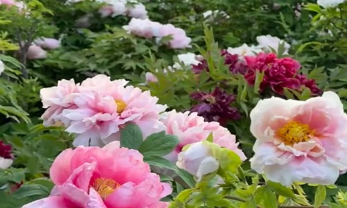 Peony-Garden