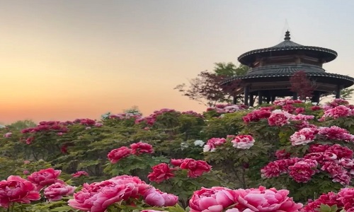 Yanqing-Peony-Garden