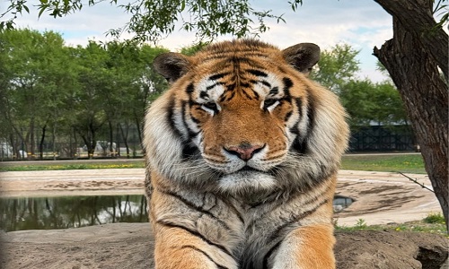 Siberian-Tiger-Park-Harbin