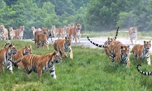 Siberian-Tiger-Park