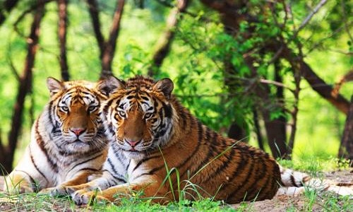 Beijing-Wildlife-Park-Beijing