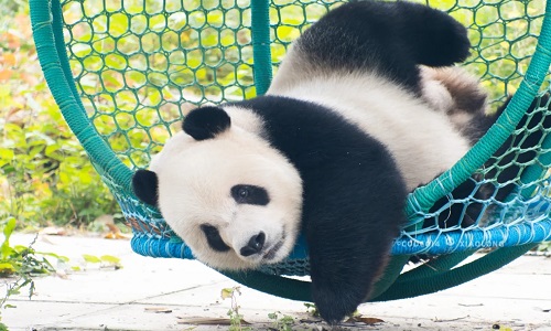 Bejing-Panda-House