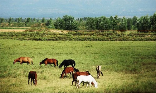 Kangxi-Grassland-Yanqing