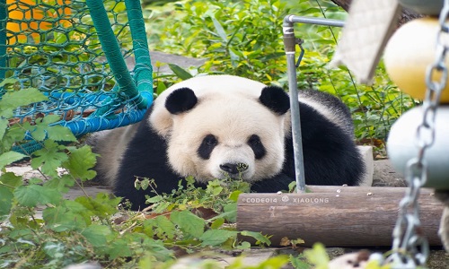 Panda-House