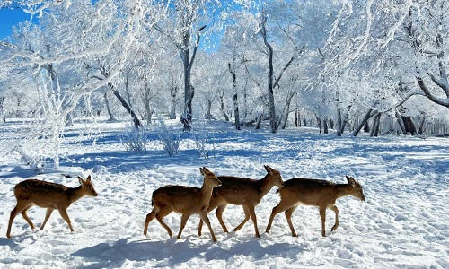 Rime-Island-Jilin