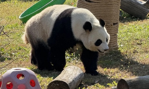 Wild-Animal-Zoo-Shenyang