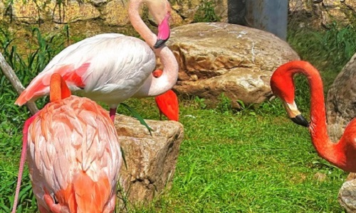Wild-Animal-Zoo