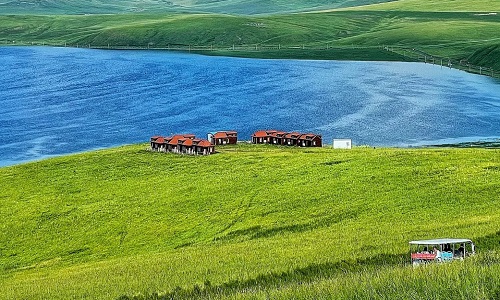 Ribbon-River-Grass