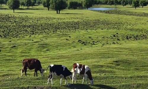 Xilamuren-Grassland