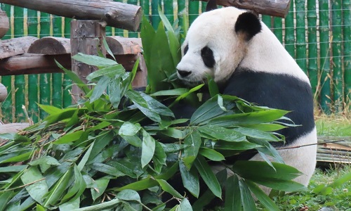 Panda-House-Yabuli-Harbin