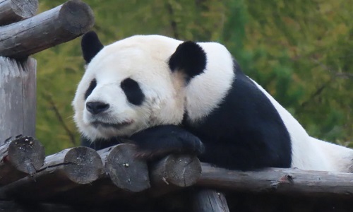 Panda-House-Yabuli