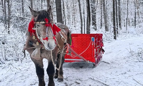 Reindeer-Park-Yabuli