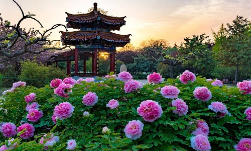 Luoyang-National-Peony-Garden