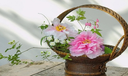 Peony-Flower