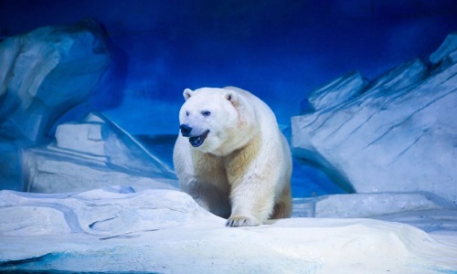 Qingdao-Polar-Ocean-World-Qingdao