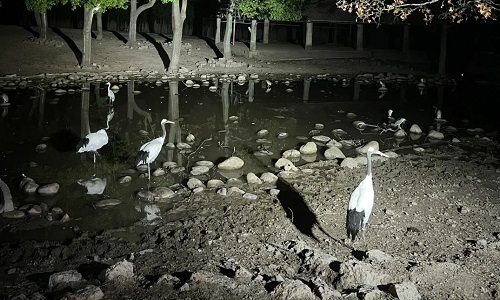 Zoo-Night-Beijing