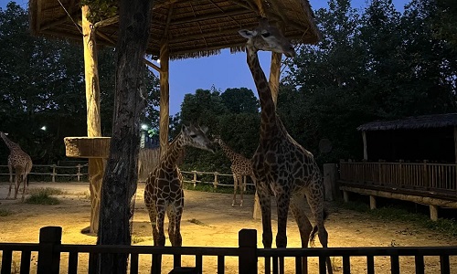 Zoo-Night