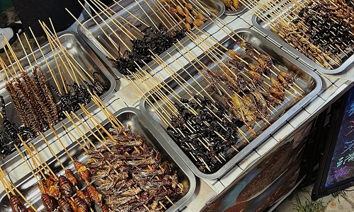 Insects-Beijing