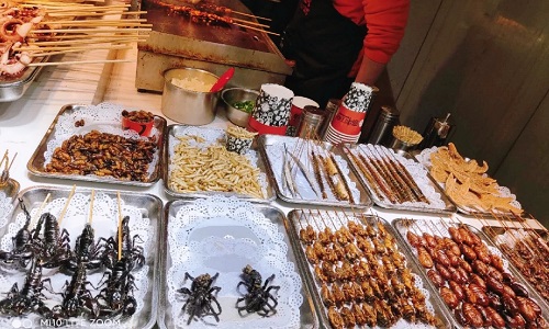 Insects