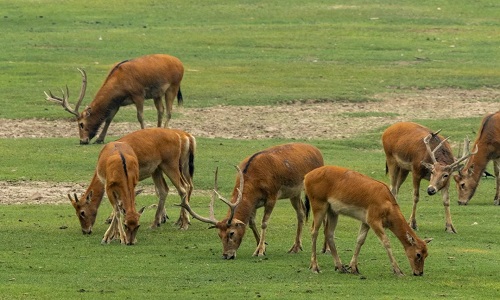 Nanhaizi-Elk-Park-Beijing