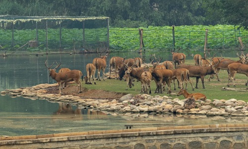 Nanhaizi-Elk-Park