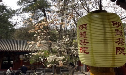 Minghui-Teahouse
